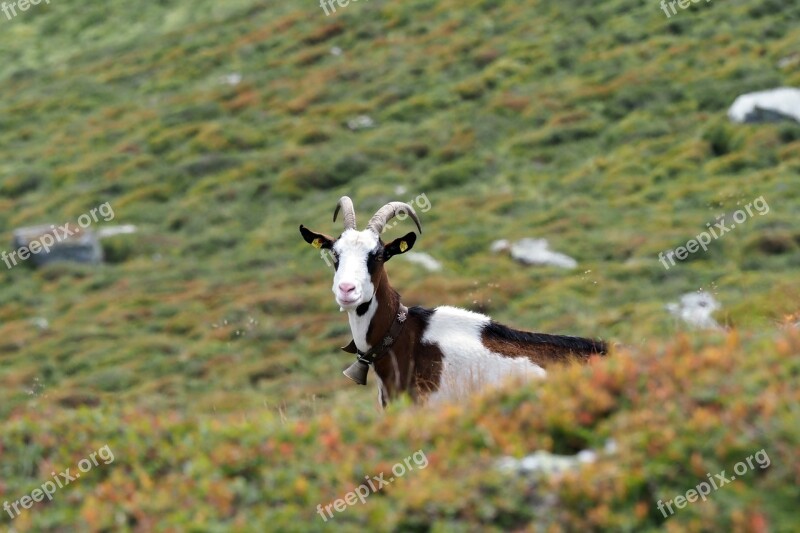 Goat Nature Mountains Mountain Goat Pasture