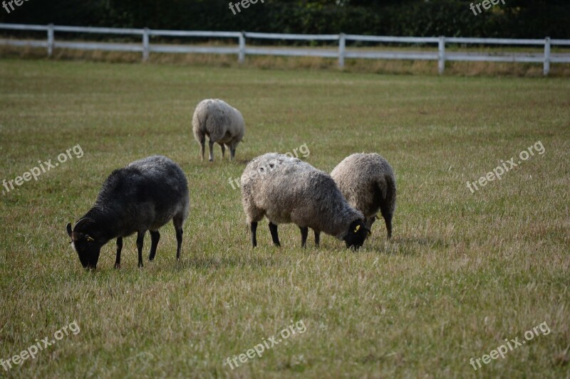 Särdalskvarn Sheep On The Meadow Grazing Sheep Animal Enclosure Bed