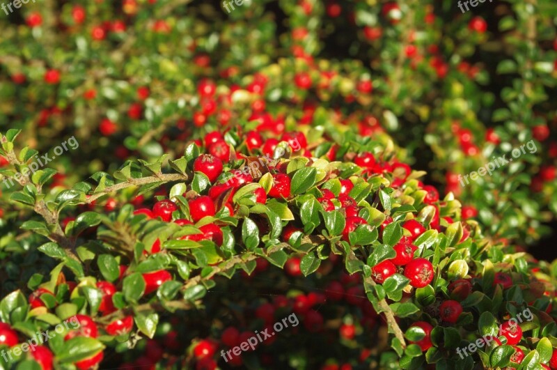 Berries Red Green Nature Cotoneasters