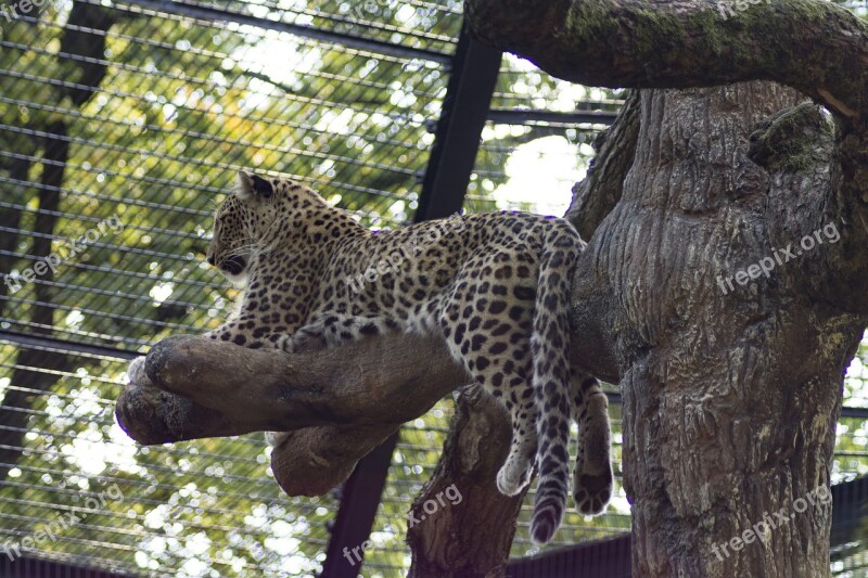 Cheetah Big Cat Predator Dangerous Zoo