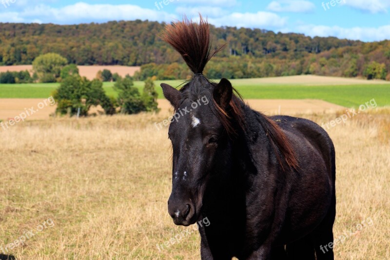 Horse Nature Animal Mane Pasture