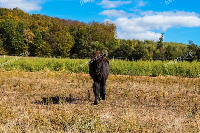 Horse Nature Animal Mane Pasture