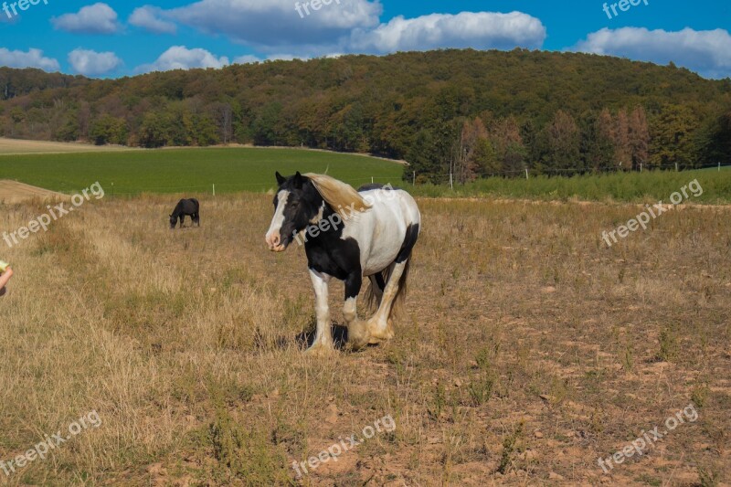 Horse Nature Animal Mane Pasture