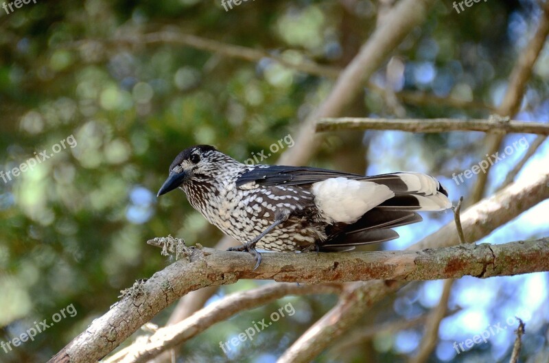 Nutcracker Bird Animals Nature Animal World