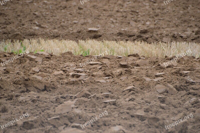 Earth Nature Agriculture Wheat Plant