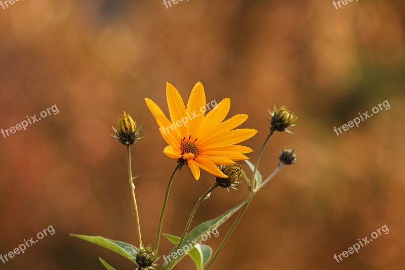 Jerusalem Artichoke Flower Yellow Sunflower Baking