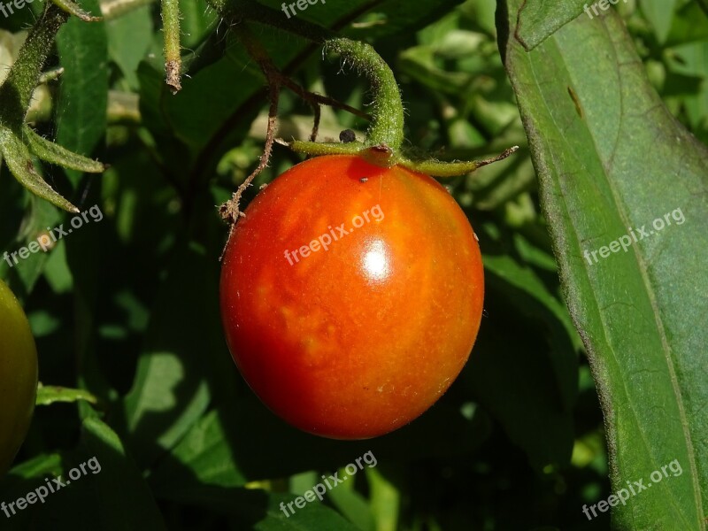 Tomato Harvest Nature Orchard Vegetables