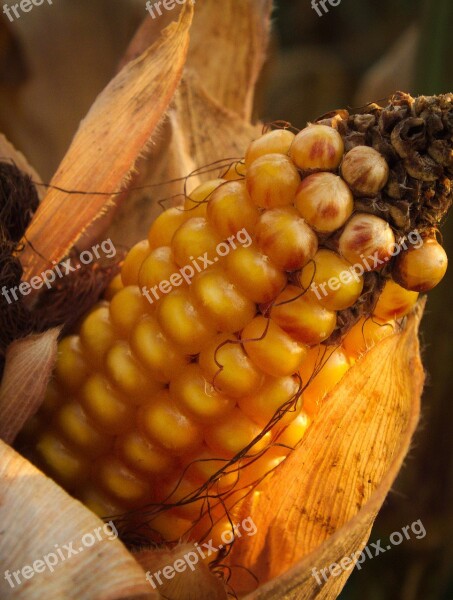 Corn Autumn In The Fall Yellow Agriculture