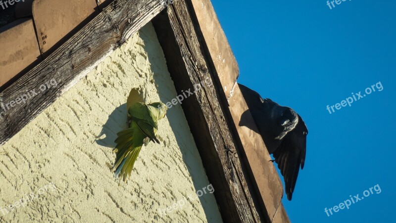 Rivalry Parrot Jackdaw Necked Parakeet Communication