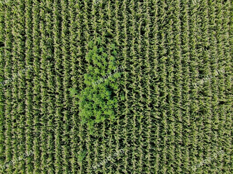 Corn Zea Mays Field Cereals Kukuruz