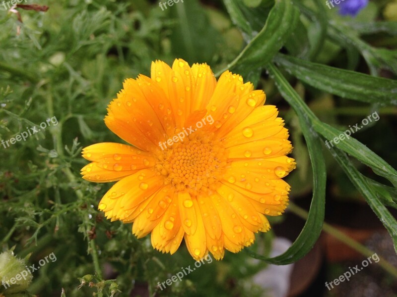 Marigold Plant Yellow Composites Nature