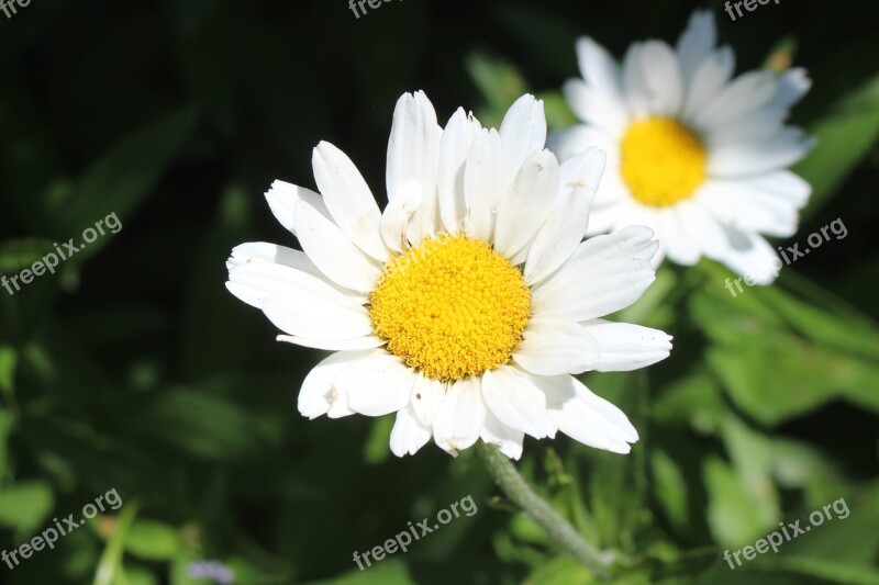 Margarite Summer Nature Flower White