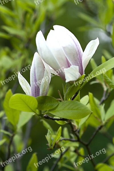 Magnolia Flower Tree Blossoming Flowers