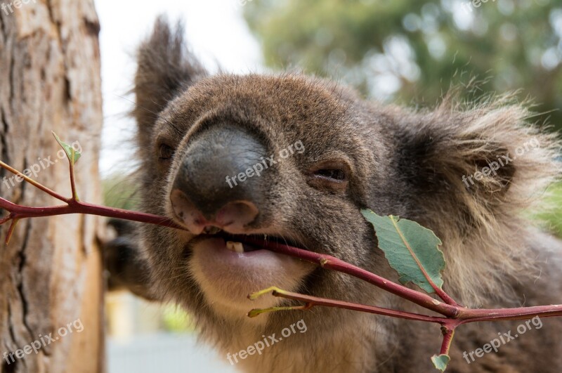 Koala Bear Lunch Kangaroo Island Free Photos