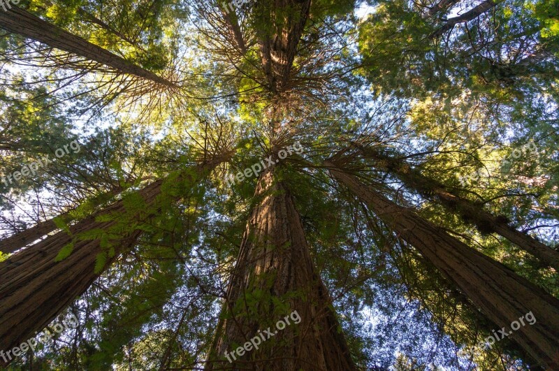 Giant Redwoods San Francisco California Free Photos