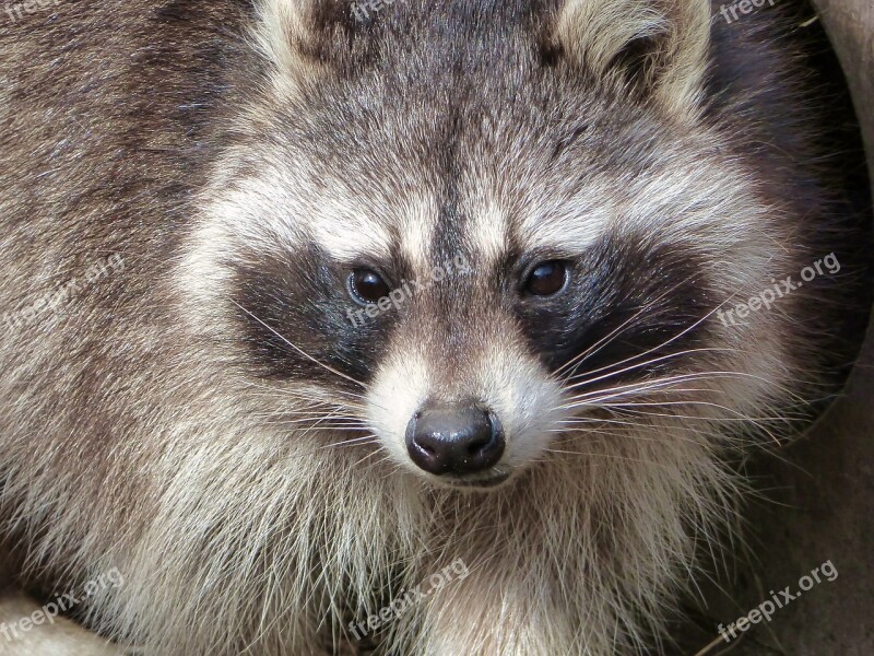 Raccoon Zoo Osnabrück Free Photos