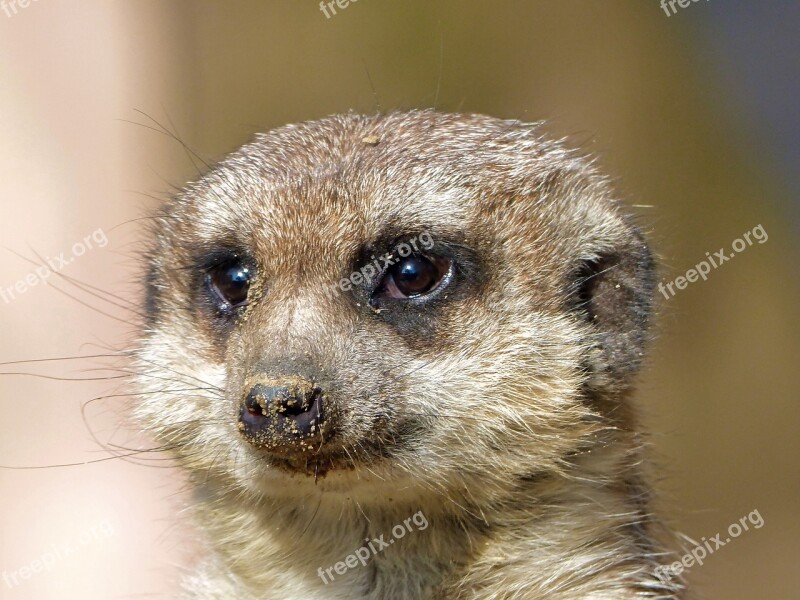 Meerkat Guard Zoo Osnabrück Free Photos