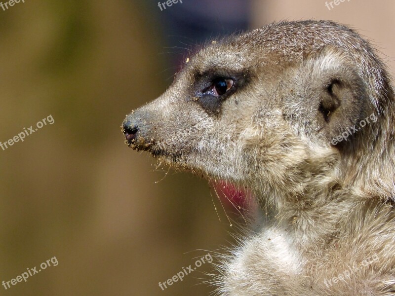 Meerkat Guard Zoo Free Photos