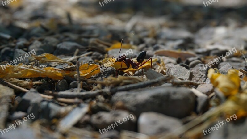 Animal Ant Insect Free Photos