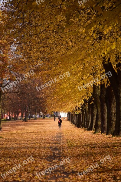 Autumn City Park Fall Yellow Trees