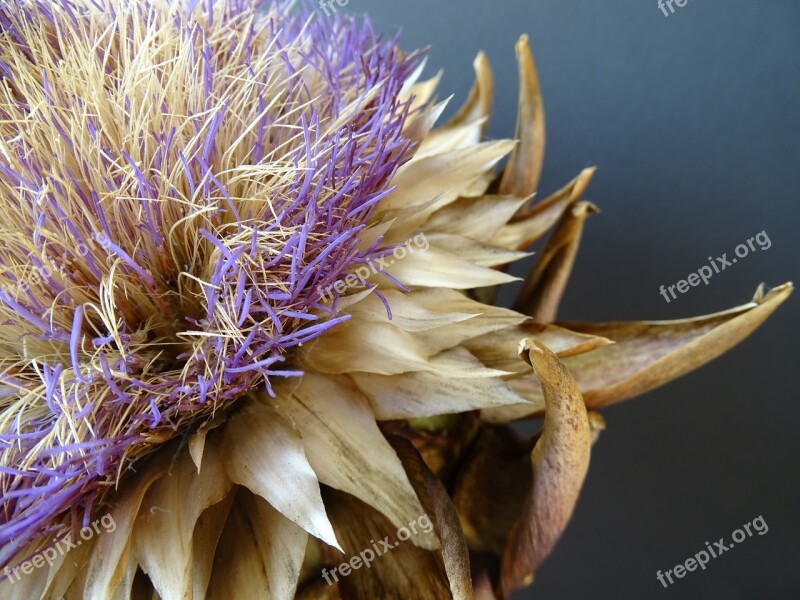 Artichoke Blossom Bloom Dried Purple