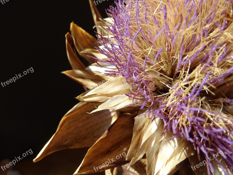 Artichoke Blossom Bloom Dried Purple