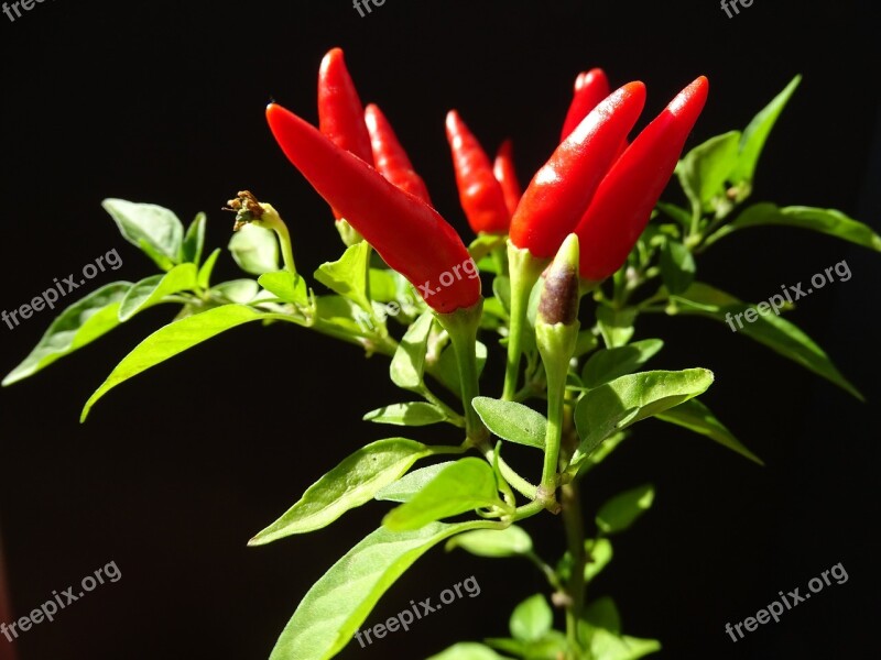 Chilli Plant Pods Sharpness Chili Peppers