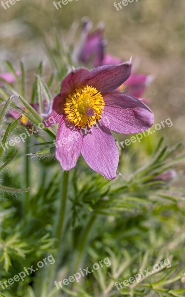 Sasanka Flower Spring Różówy Purple