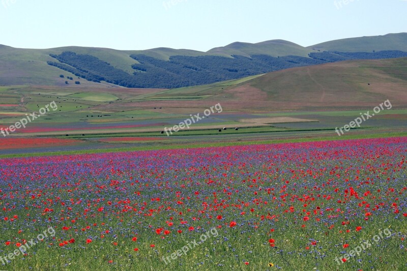 Umbria Castelluccio Of Norcia Bloom