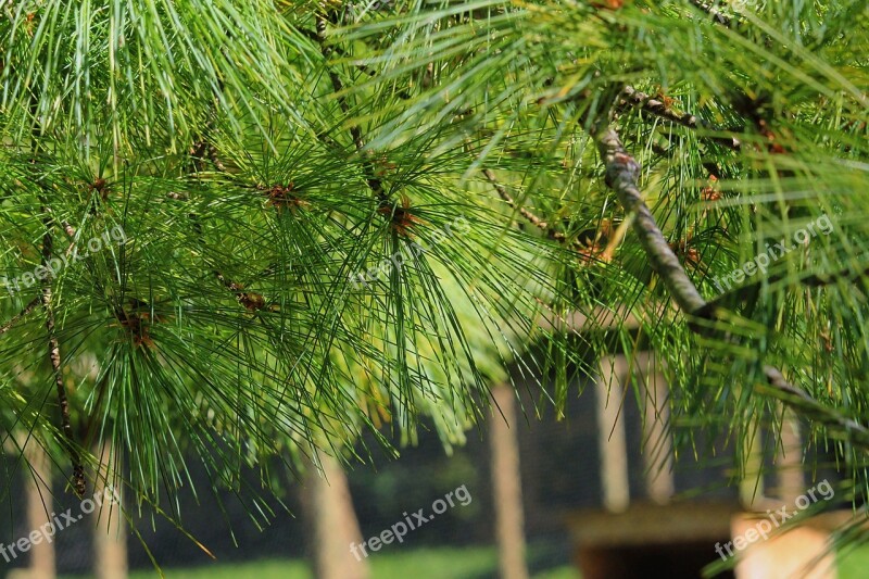 Pine Tree Needles Conifer Plant