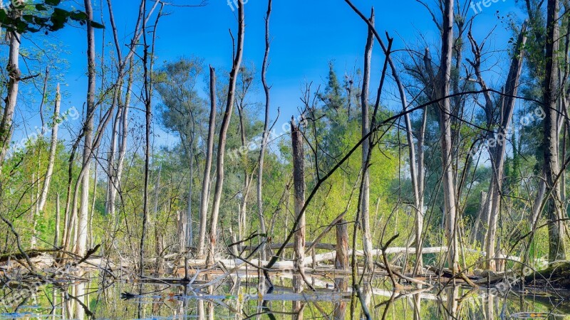 Trees Water Landscape Nature Biotope