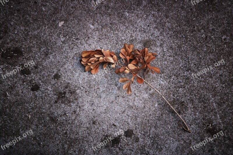 Dead Leaves Ground Autumn Free Photos