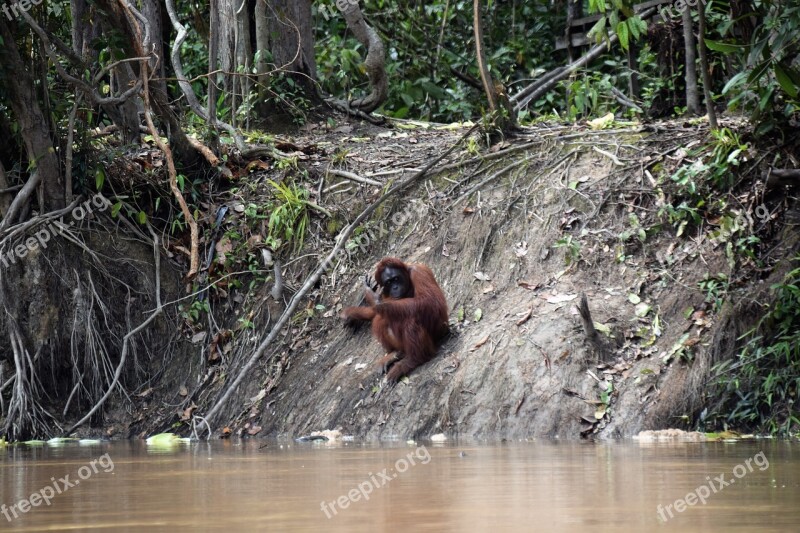 Borneo Orang Utan Nature Orangutan Monkey