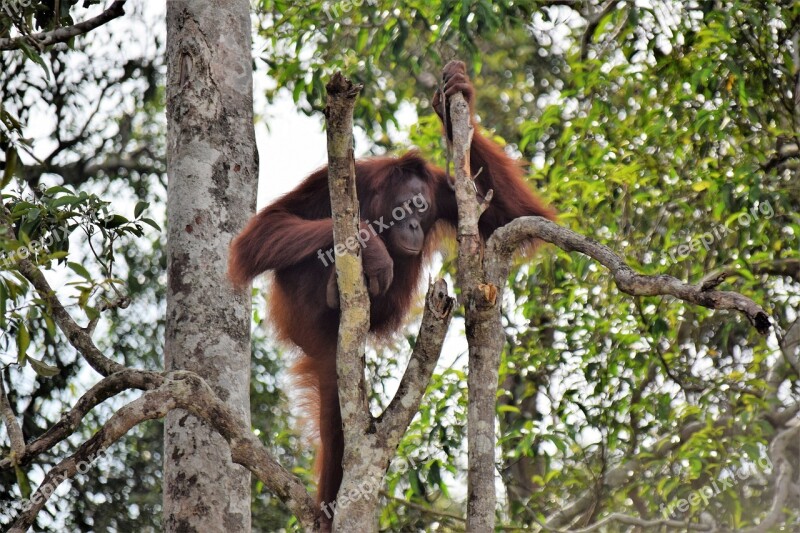 Orang Utan Kalimantan Indonesia Free Photos