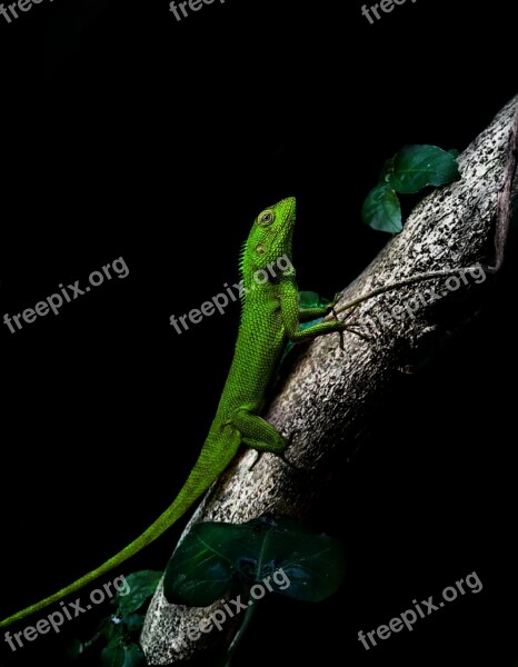 Chameleon Dark Tree Green Pose