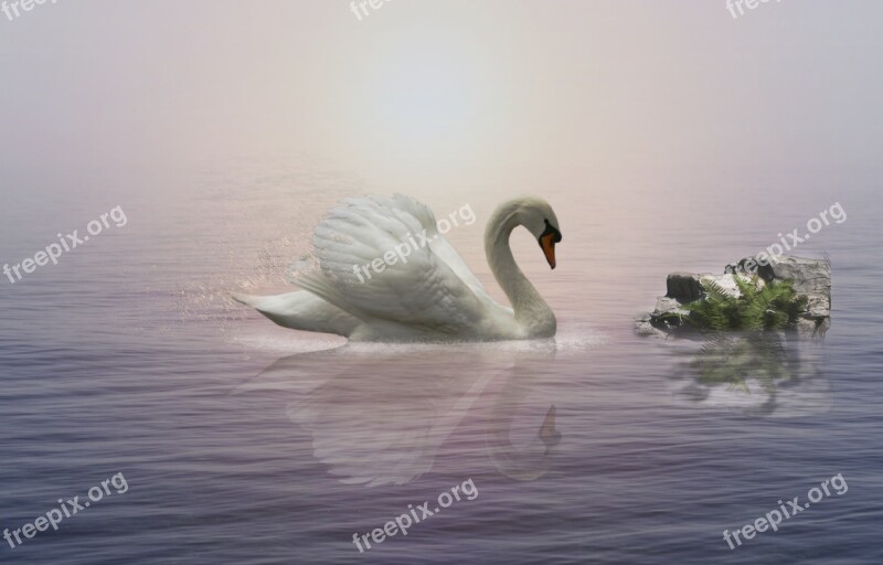 Swan Water River Foggy Wings