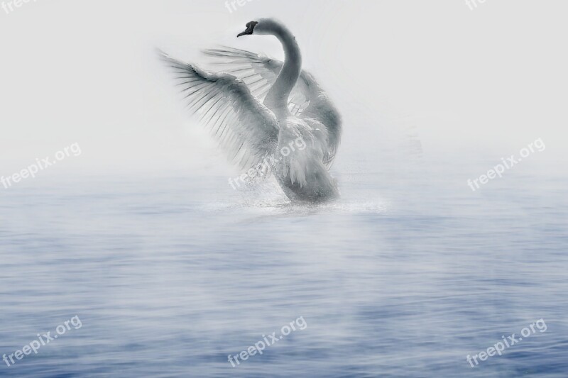 Swan Water River Foggy Wings