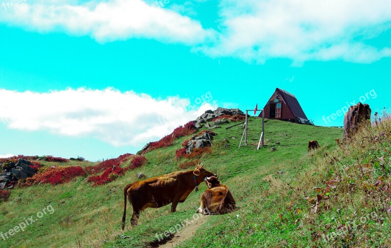 Nature Huser Cow Home Alps