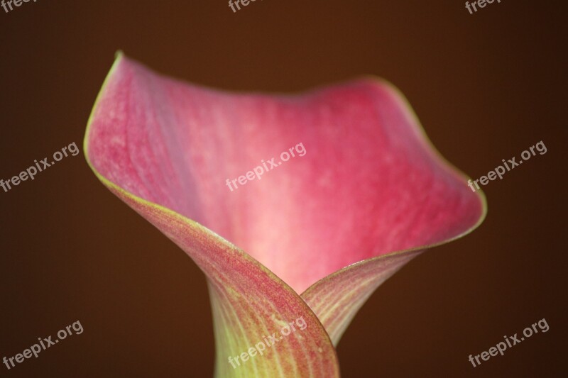 Zantedeschia Room Calla Calla Plant Nature