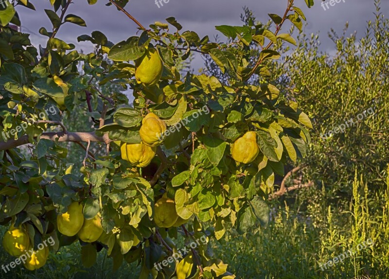 Quince Autumn Fruit Tree Of Quince Free Photos