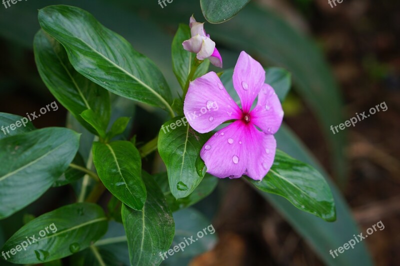 Flower Coconut Water The Leaves Dew On The Leaves Free Photos