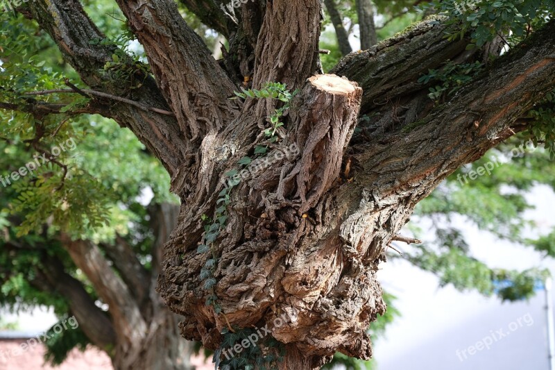 Tree Bark Tribe Branches Tree Bark