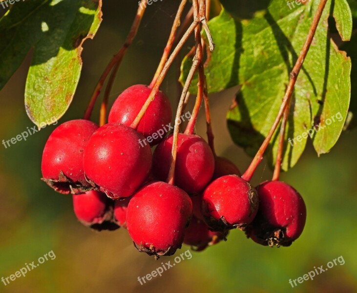 Autumn Maturity Time Berries Red Close Up