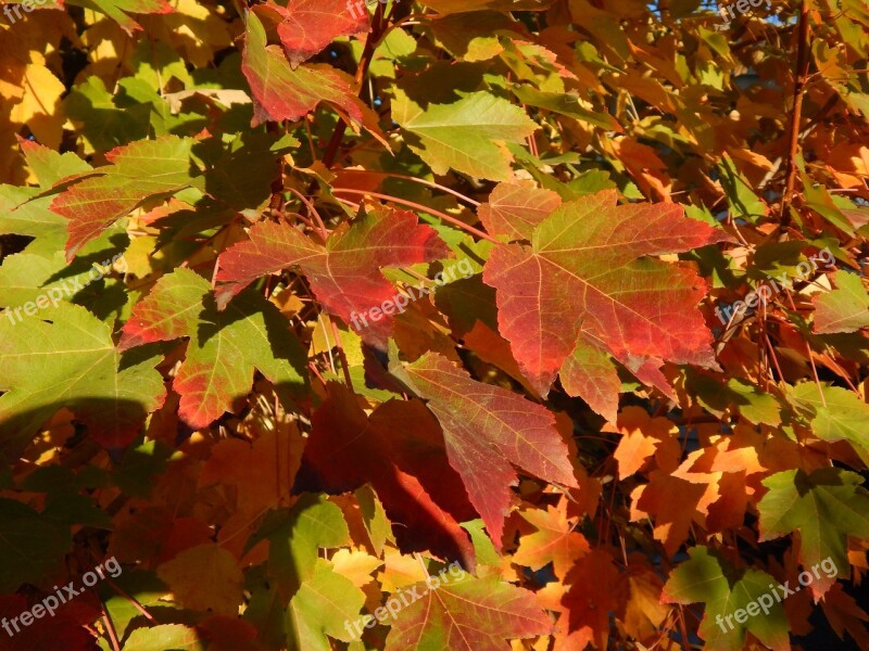 Maple Maple Leaves Leaves Fall Autumn