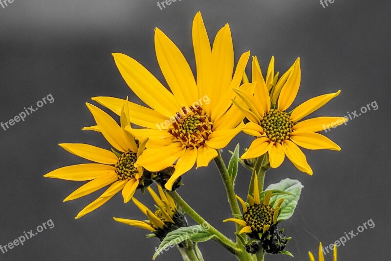 Autumn Flowers Sunflower Jerusalem Artichoke Free Photos