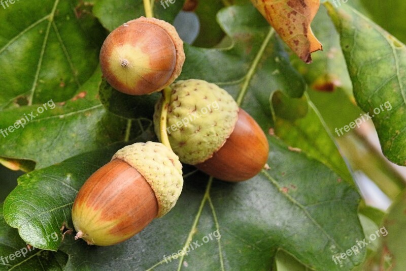 Autumn Acorns Leaves Nature Oak