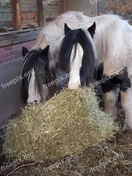 Horses Horse Irish Cob Hay Forage