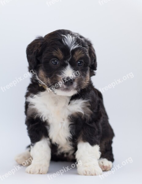 Bernedoodle Dog Puppy Doodle Poodle