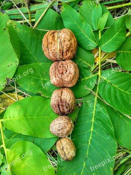 Walnuts Leaf Autumn Free Photos