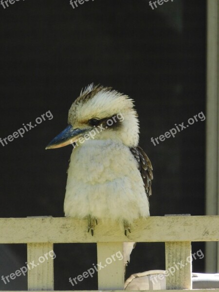 Kookaburra Native Australian Bird Wildlife